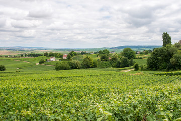 Vineyard landscape in France