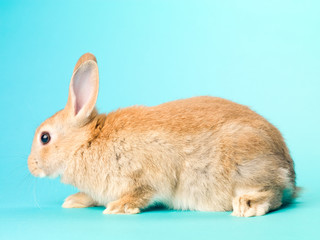 side view of a rabbit.