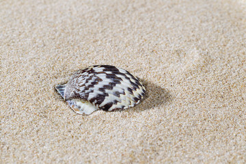 seashell on sand.