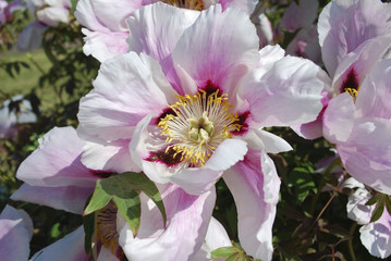 Rock's peony (as known Paeonia rockii) or tree peony is a woody species of peony that was named...