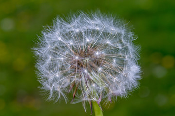 dandelion seeds