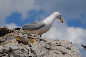 Obraz premium Möwe auf Felsen