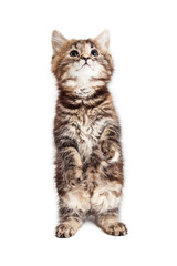 Obraz premium Tabby Kitten Sitting Up Begging