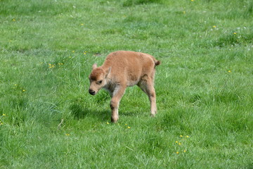 so alone, cute buffalo calf walking through the gras