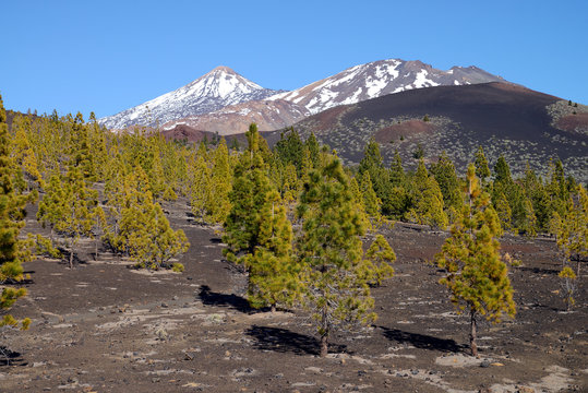 Montana de la Botija, Tenerife, Canary Islands, Spain