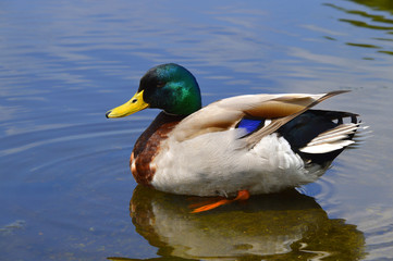 A male Mallard duck Latin name Anas platyrhynchos