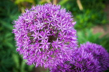 allium balls of densely packed purple florets
