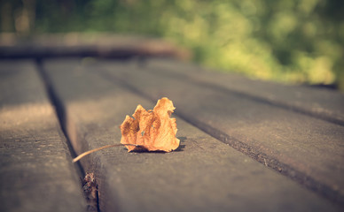 Closeup photo of a dry autumn leaf on wooden