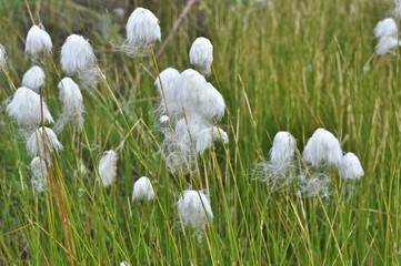 Cotton grass on the Taimyr Peninsula.