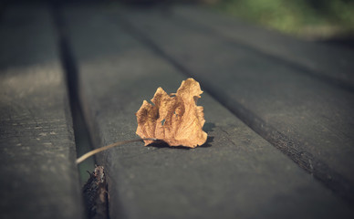 Closeup photo of a dry autumn leaf on wooden
