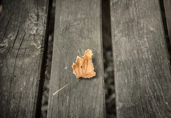 Closeup photo of a dry autumn leaf on wooden
