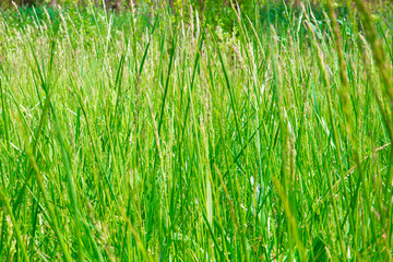 Obraz premium Tall grass texture nature background