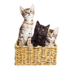 Fototapeta na wymiar Three Cute Kittens in Basket