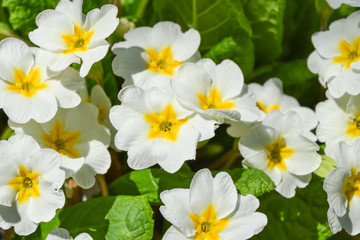 primrose Bush with white flowers