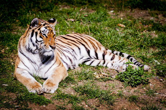 Tigre couché