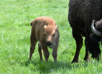 tired, buffalo calf with it`s mam