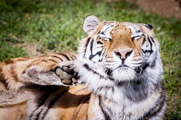 Tigre en train de se gratter