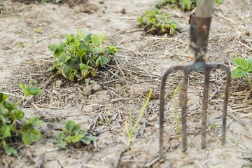 Pitchfork in the ground closeup
