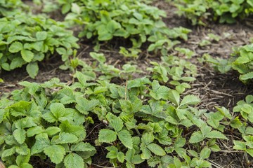 Plantation of strawberries