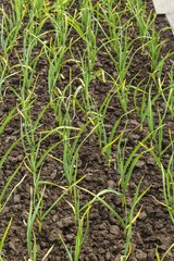Onion plantation in the vegetable garden