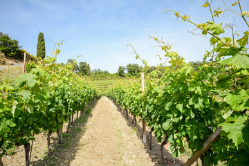 Fototapeta na wymiar Old vineyard in the tuscany winegrowing area, Italy Europe