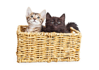Fototapeta na wymiar Two Cute Kittens in Wicker Basket