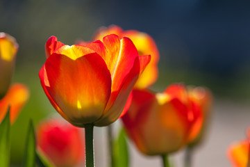 Red and yellow tulips against the sun, field of spring flower tu