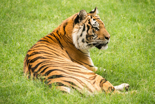 Bengal Tiger