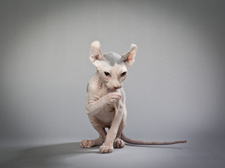 wrinkly hairless cat