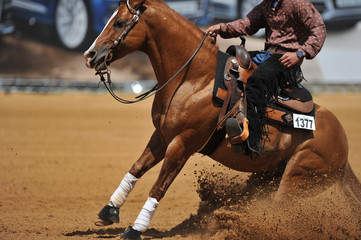 The side view of the rider sliding his horse forward on the clay field raising up the clouds of dust