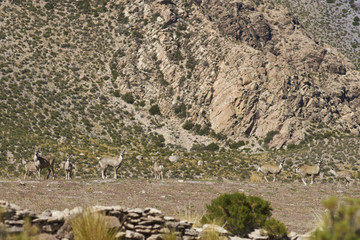 Group of North Andean Deer (Hippocamelus antisensis) on the altiplano in Lauca National Park, northern Chile.