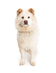 Obraz premium White Chow Crossbreed Dog Standing