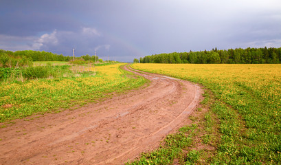The field with yellow dandelions and a dirt road after a shtorm