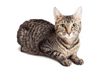 Young Tabby Cat Laying on White