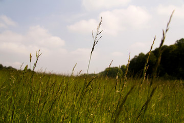 Obraz premium View over the Chilterns landscape in Buckinghamshire, England