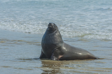Naklejka premium Sea Lion