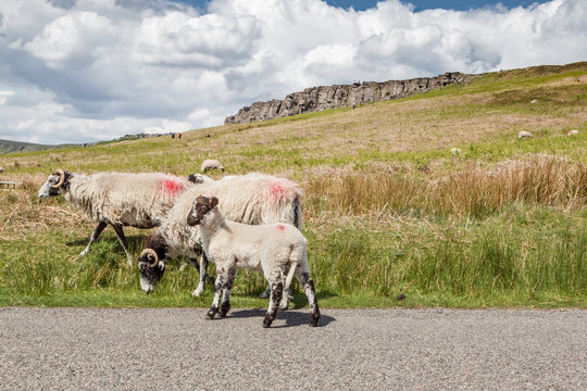 Sheep walk on the Derbyshire Peak District moors with Stanage Ed