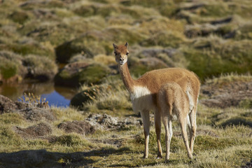 Female vicuna (Vicugna vicugna) suckling its offspring on the altiplano in Lauca National Park, northern Chile.