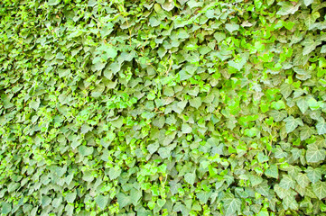 Wall overgrown with green ivy