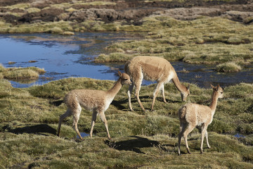 Group of adult and baby vicuna (Vicugna vicugna) grazing in a wetland in Lauca National Park on the Altiplano of north east Chile.