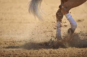 The horse legs in the dust