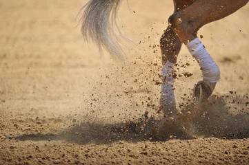 Photo sur Aluminium Léquitation The horse legs in the dust