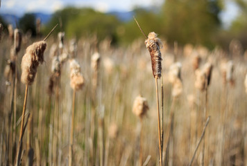 Foxtails in a Swamp.