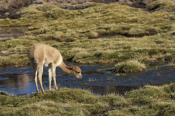 Baby vicuna (Vicugna vicugna) grazing in a wetland in Lauca National Park on the Altiplano of north east Chile.