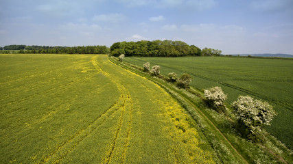 Aerial view of yellow flowering rapeseed field, green wheat field, with a hedgerow footpath with wild spring flowers in English Cotswolds countryside