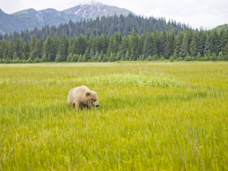 brown bear in field