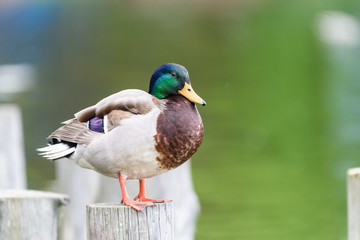 Wild Duck Portrait Close Up