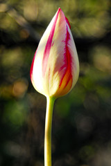Tulip
