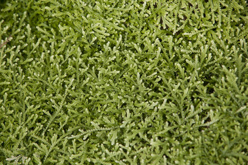 Selaginella serpens. plant in a park in Barcelona.