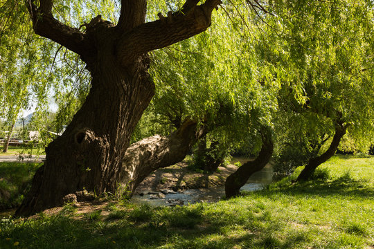 eine Trauerweide an der Saale